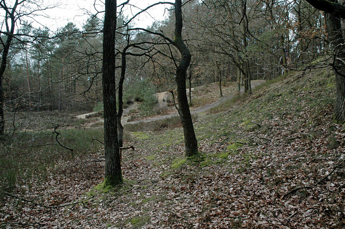 Naturschutzgebiet Hollesand Landkreis Leer