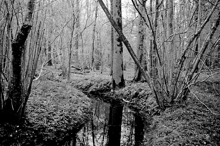 Feuchter Laubwald im Ammerland Heller Büsche