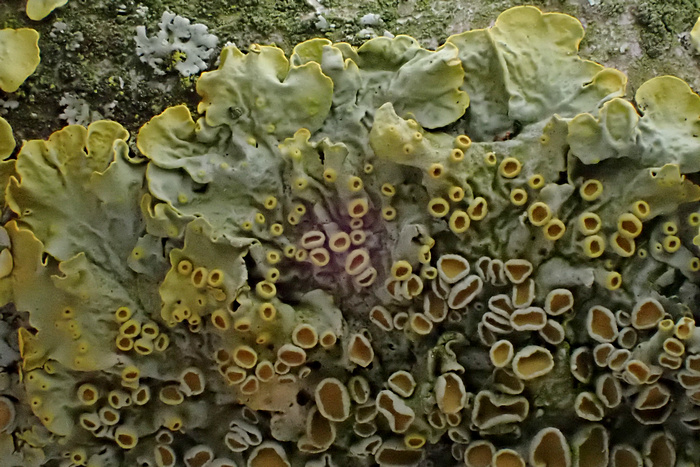 Wand-Gelbflechte (Xanthoria parietina)