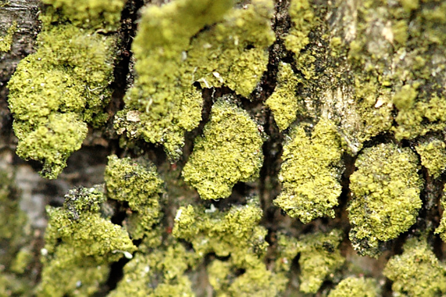 Sorediöse Dotterflechte (Candelariella reflexa)