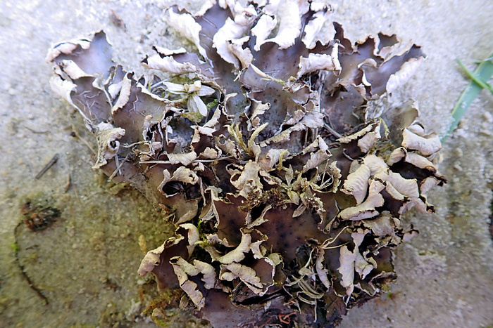 Peltigera neckeri