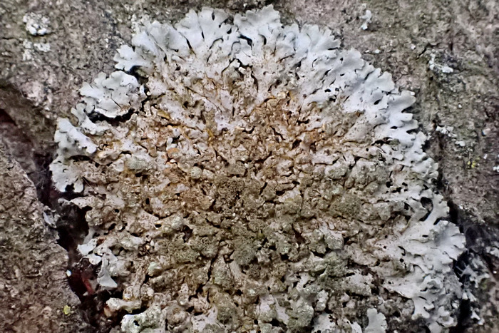 Kreisförmige Schwielenflechte (Phaeophyscia orbicularis)