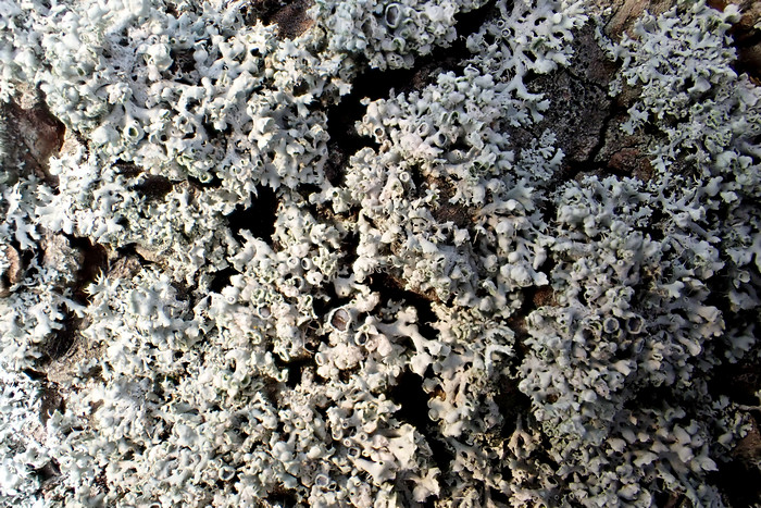 Helm-Schwielenflechte (Physcia adscendens)