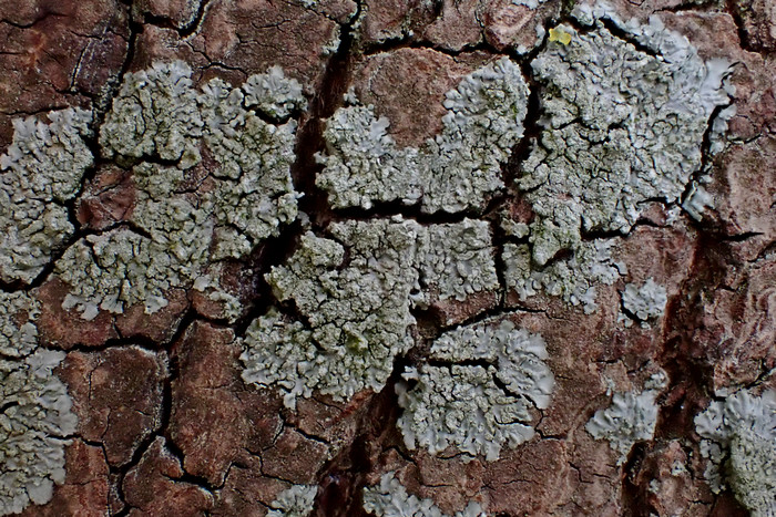 Anliegende Schwielenflechte (Hyperphyscia adglutinata)