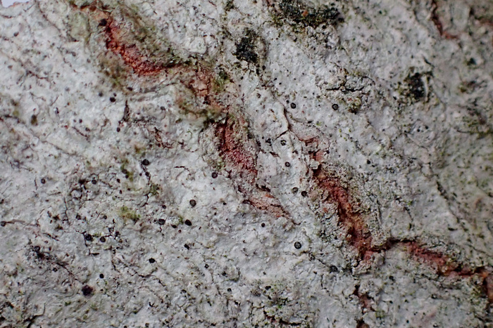 Strangospora deplanata