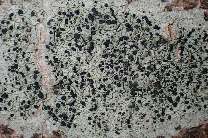 Olivgrüne Schwarznapfflechte (Lecidella elaeochroma)