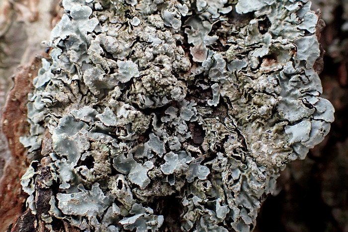 Furchen-Schüsselflechte (Parmelia sulcata)