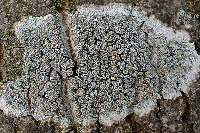 Helle Kuchenflechte (Lecanora chlarotera)