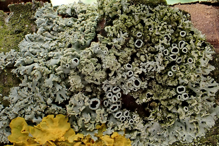 Lippen-Schwielenflechte (Physcia tenella)