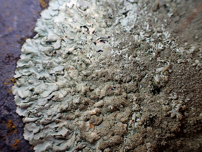 Xanthoparmelia conspersa