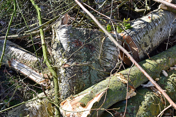 Linden-Schüsselflechte (Parmelina tiliacea)