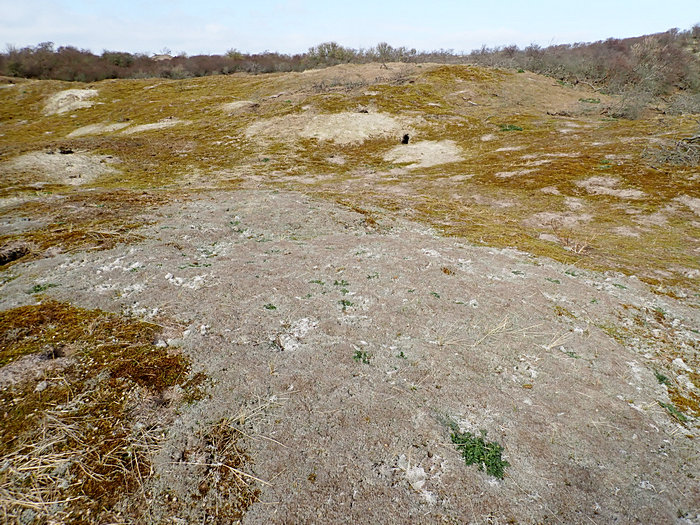 Dünenvegetation auf der Insel Borkum