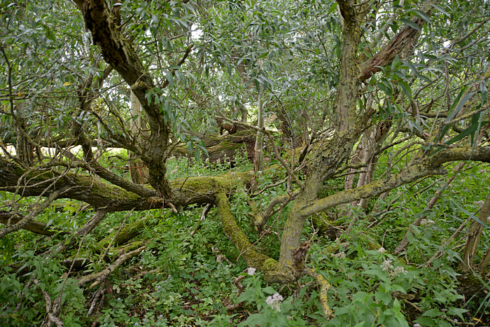 Weidenbestand im Südstrandpolder auf Norderney