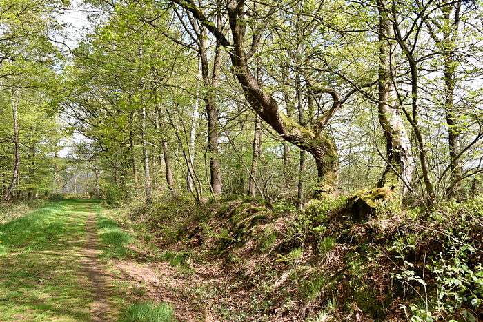 Wallhecke am Rand des Landschaftsschutzgebiets Stiekelkamp (Landkreis Leer)