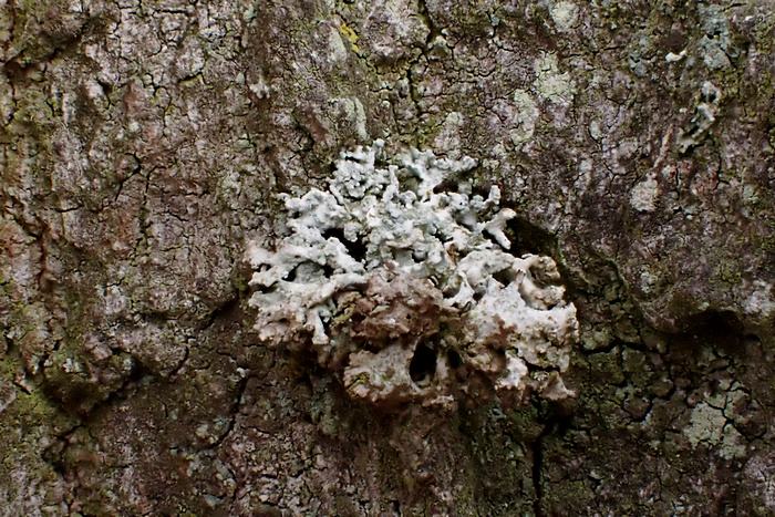 Stark geschädigtes Lager der Flechte Evernia prunastri ("Eichenmoos") am Rand eines Ackers in Breinermoor (Landkreis Leer)