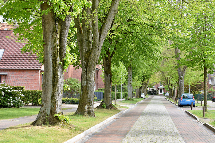 Linden an der Wohnstraße „Auf der Lübsche“ in Leer