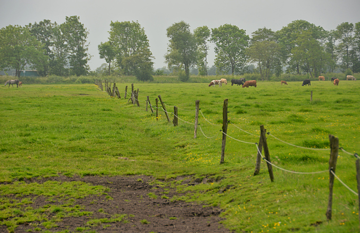 Alter Weidezaun mit Holzpfählen im Dauergrünland (Gemeinde Ihlow, Landkreis Aurich)
