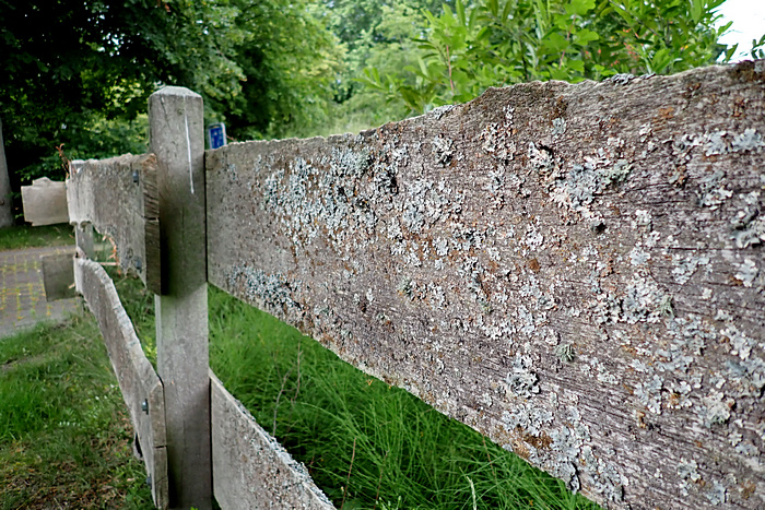 Von Rindenflechten dicht besiedelter Holzzaun in Dreibergen (Zwischenahner Meer)