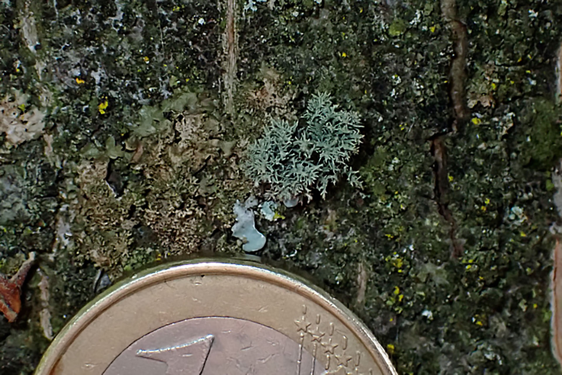 Nur wenige Millimeter misst die Struppige Bartflechte (Usnea hirta), die in der Stadt Leer gefunden wurde.