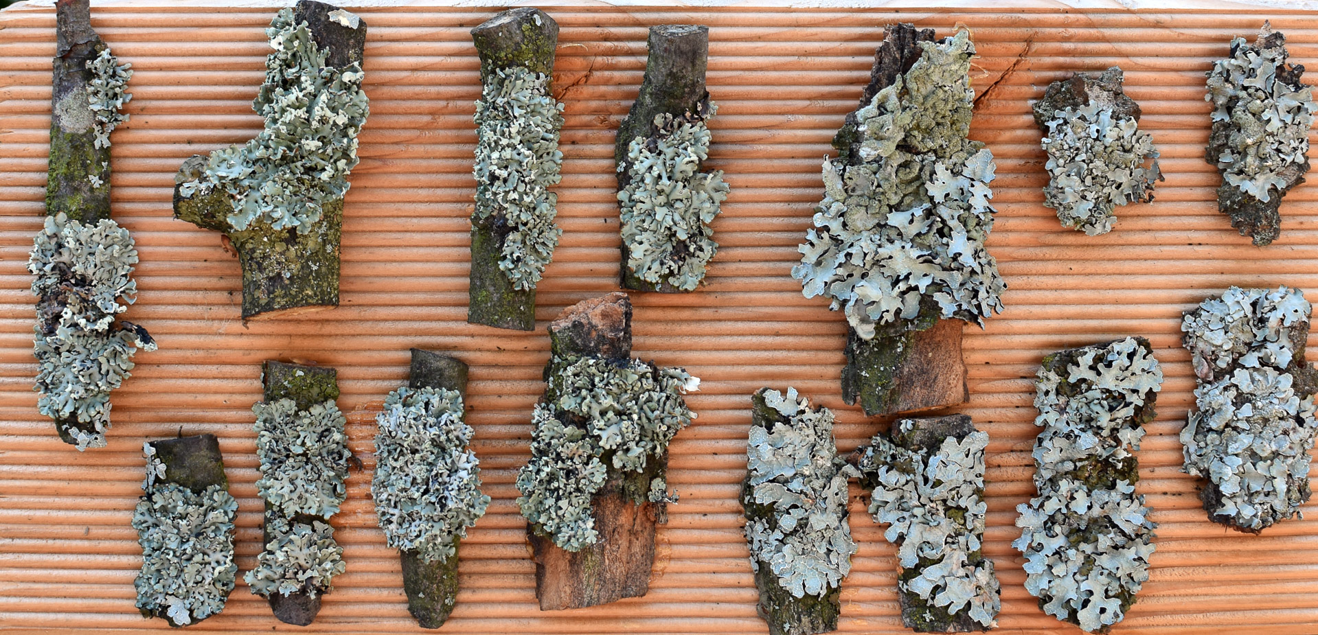 Flechtenexpositionstafel