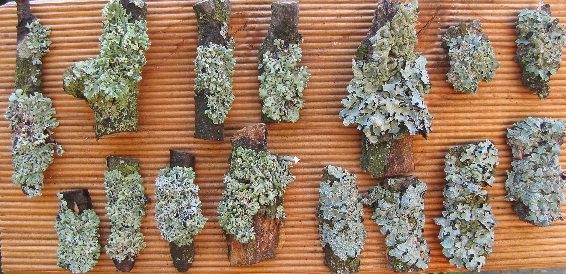 Flechtenexpositionstafel