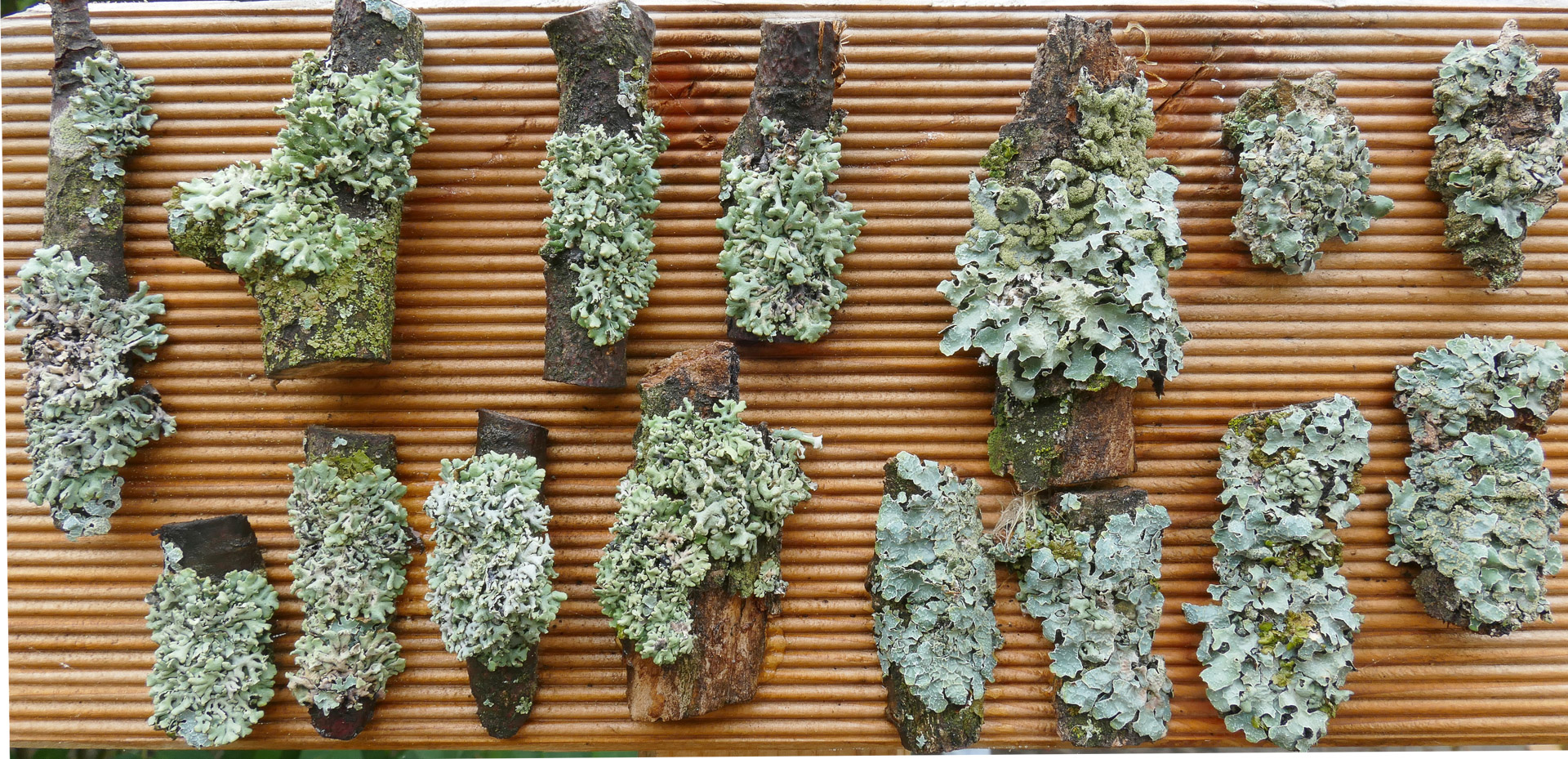 Flechtenexpositionstafel