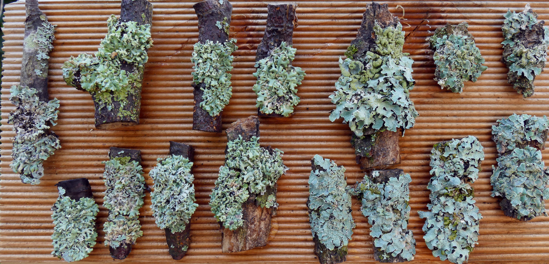 Flechtenexpositionstafel