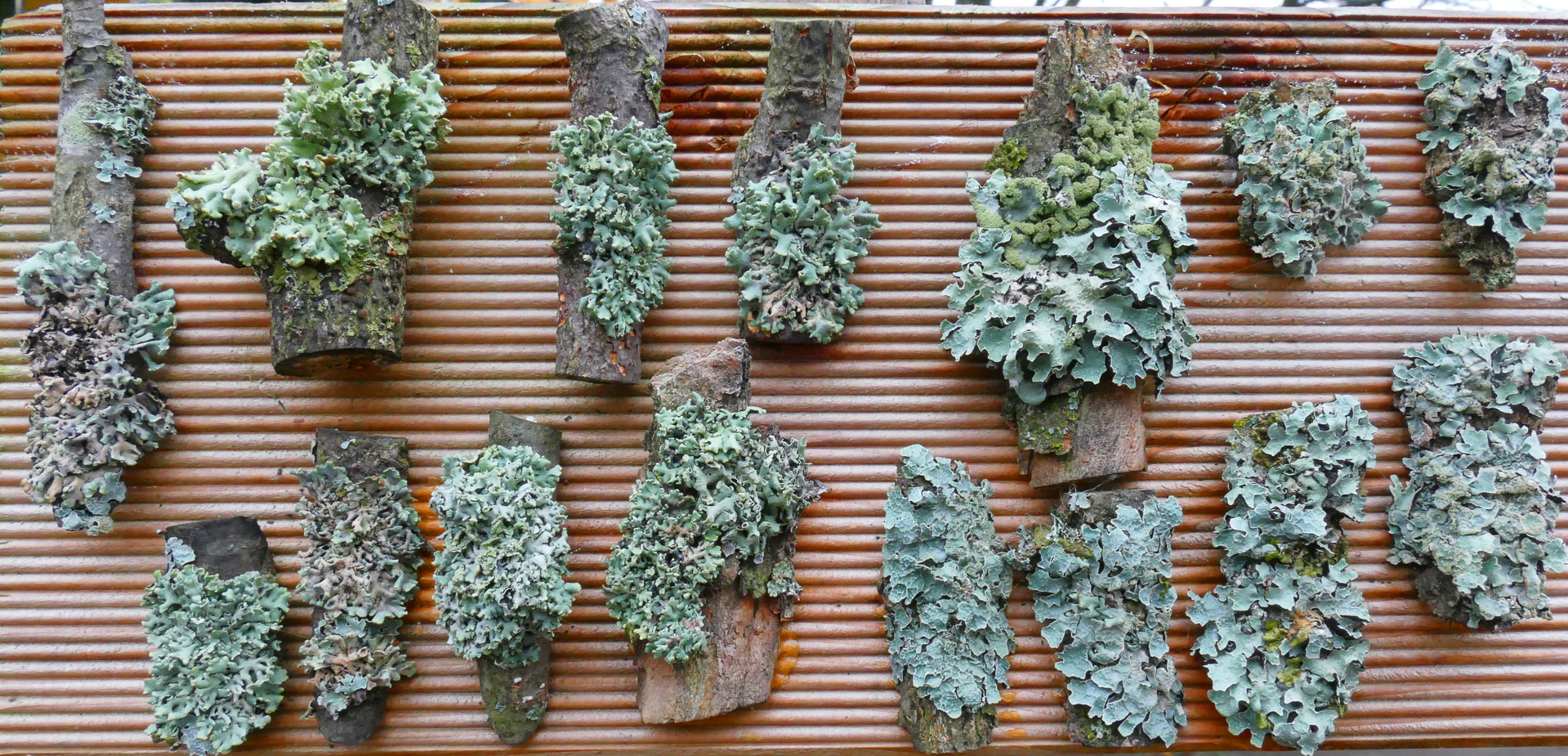 Flechtenexpositionstafel