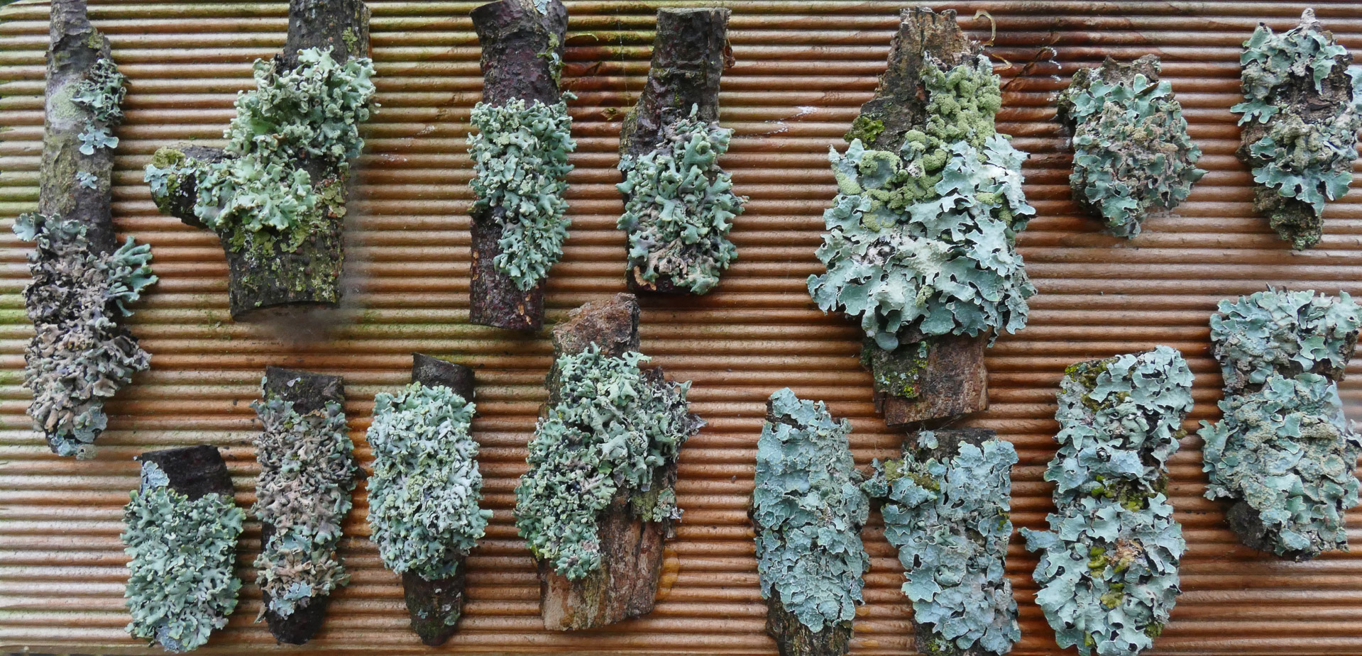 Flechtenexpositionstafel