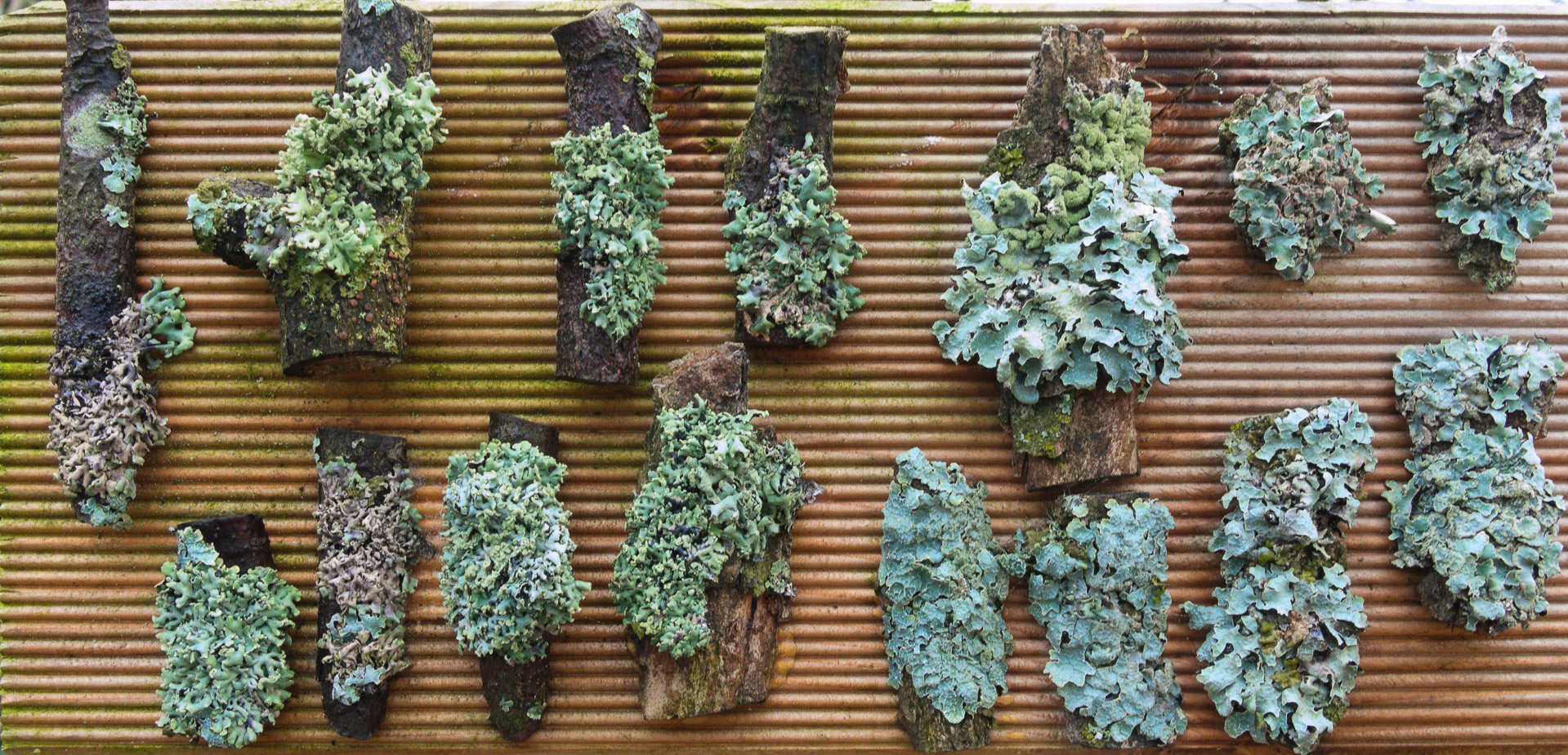 Flechtenexpositionstafel