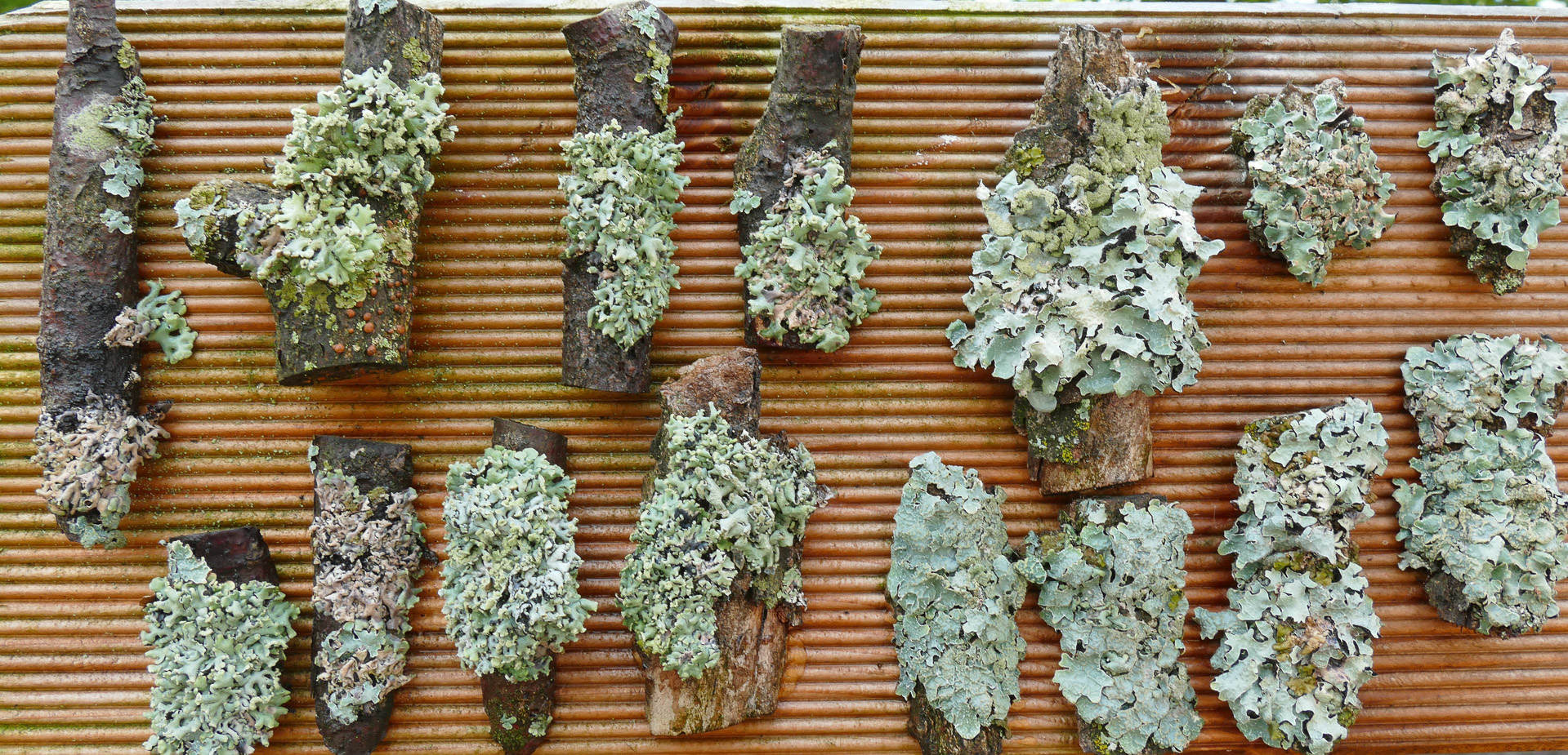 Flechtenexpositionstafel