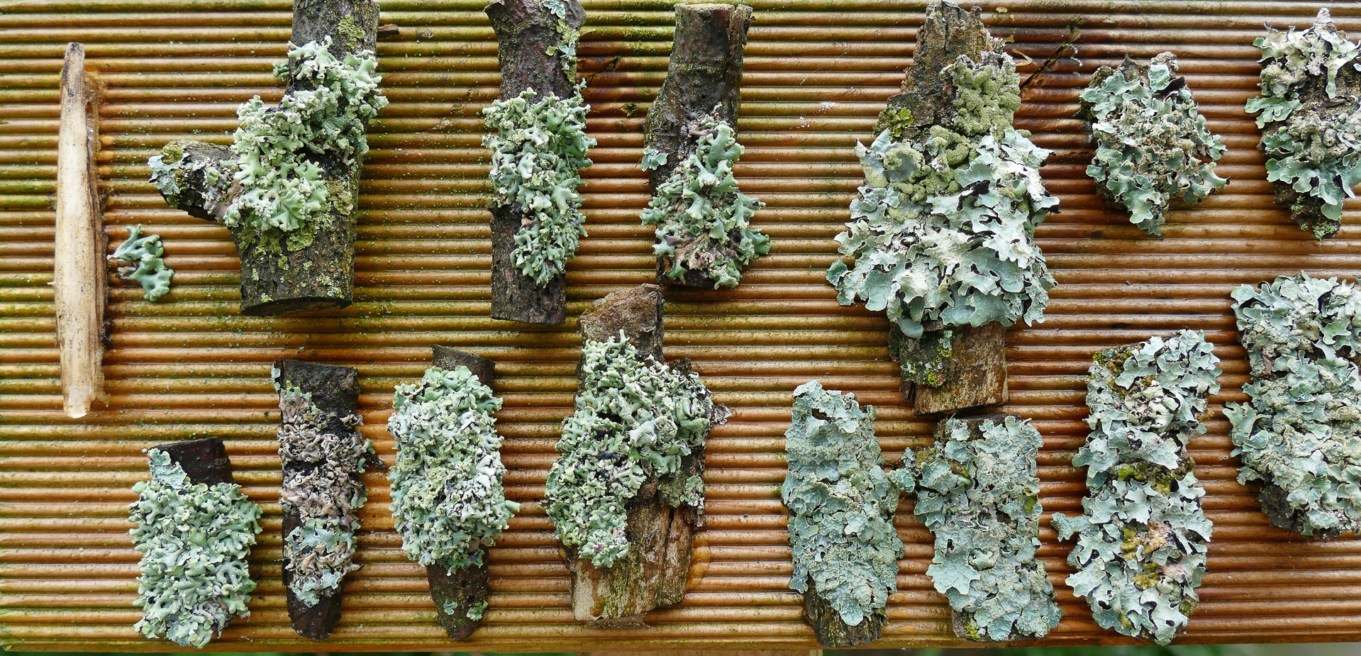 Flechtenexpositionstafel