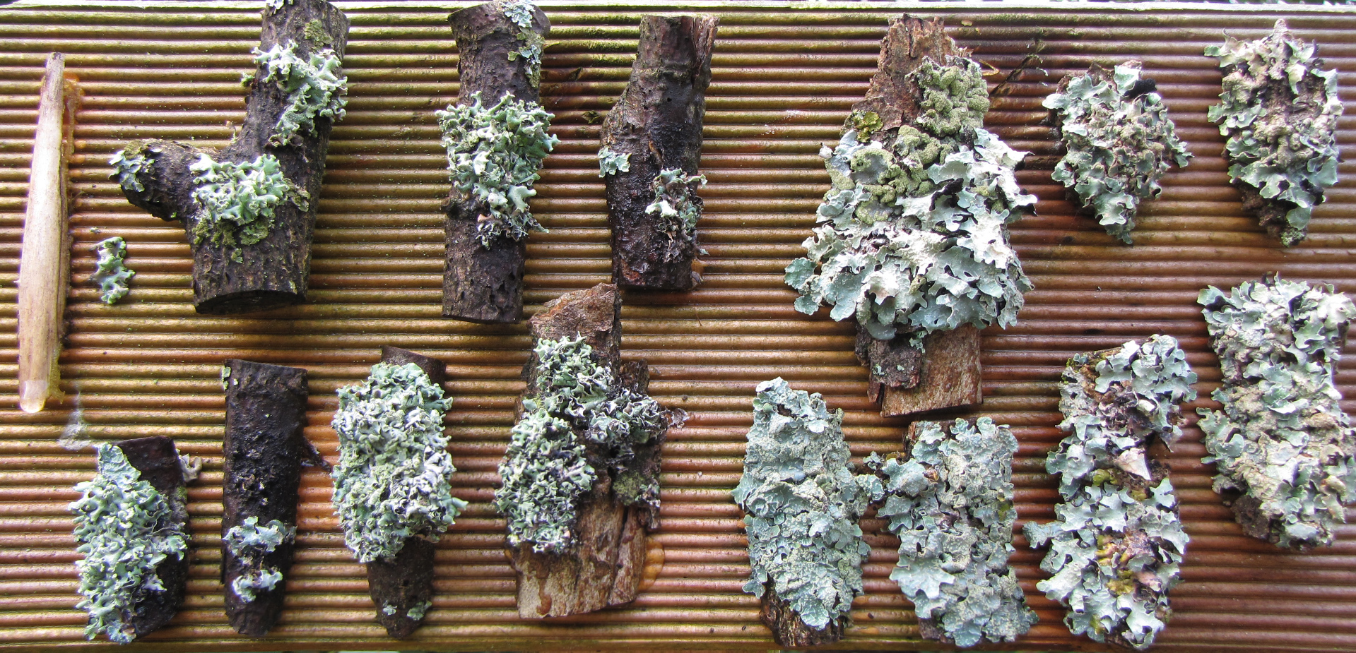 Flechtenexpositionstafel