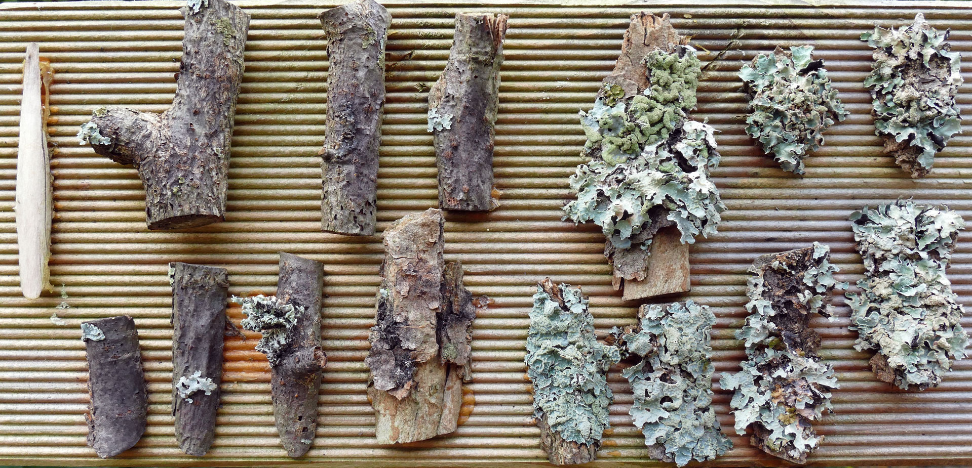 Flechtenexpositionstafel