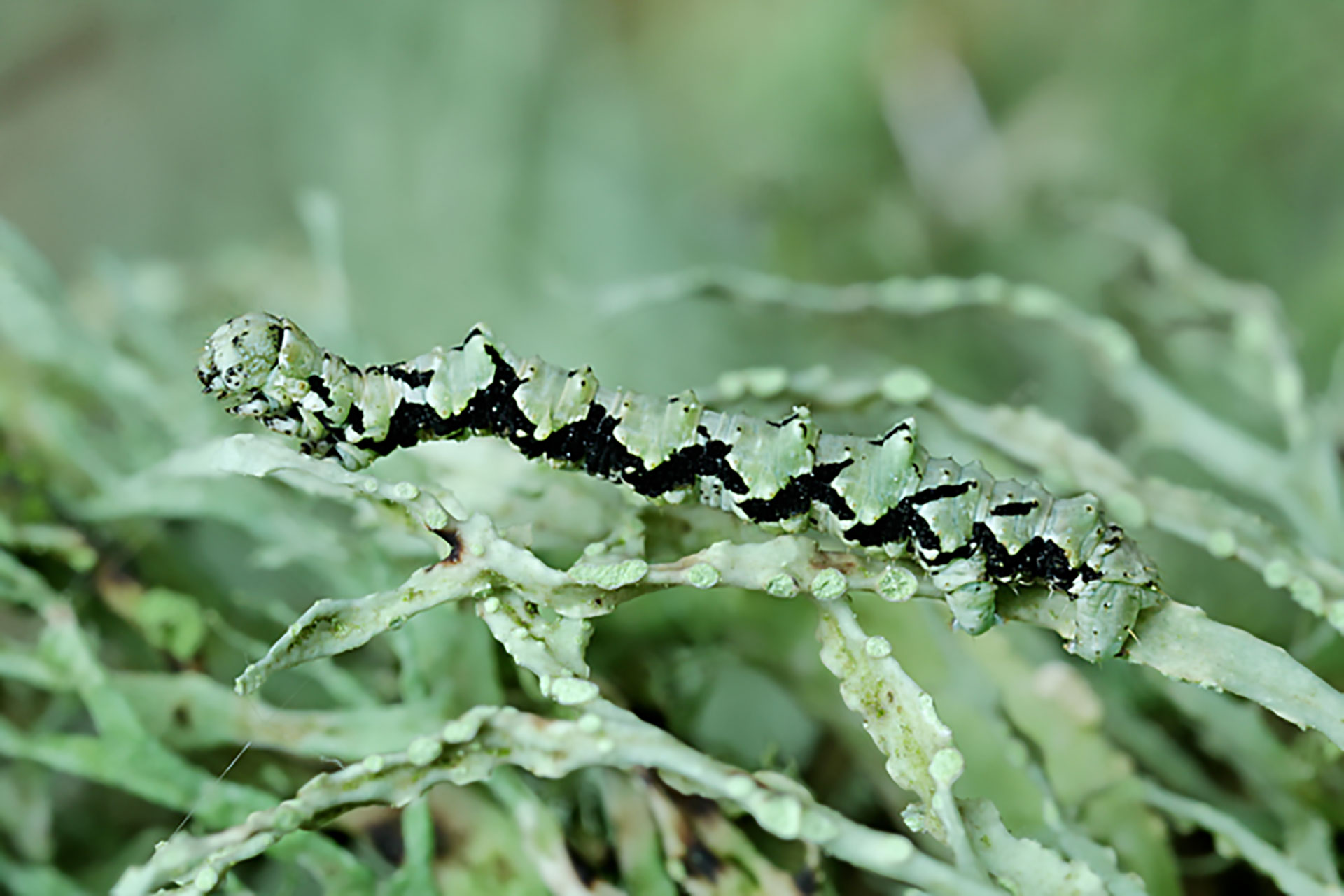 Raupe des Grünen Flechten-Rindenspanners (Cleorodes lichenaria) auf einem dicht mit Strauchflechten (hier z.B. der Gattung Ramalina) bewachsenen Zweig