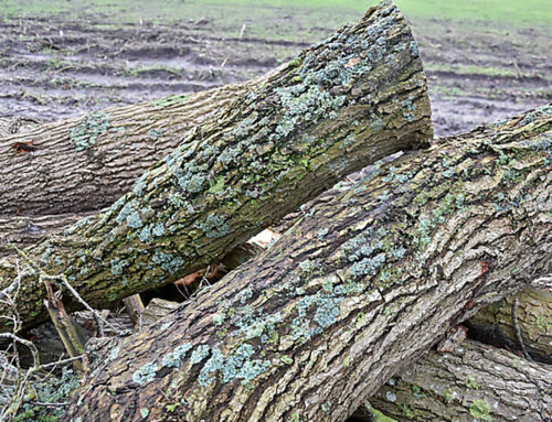 Ordnungswidrige Baumpflege