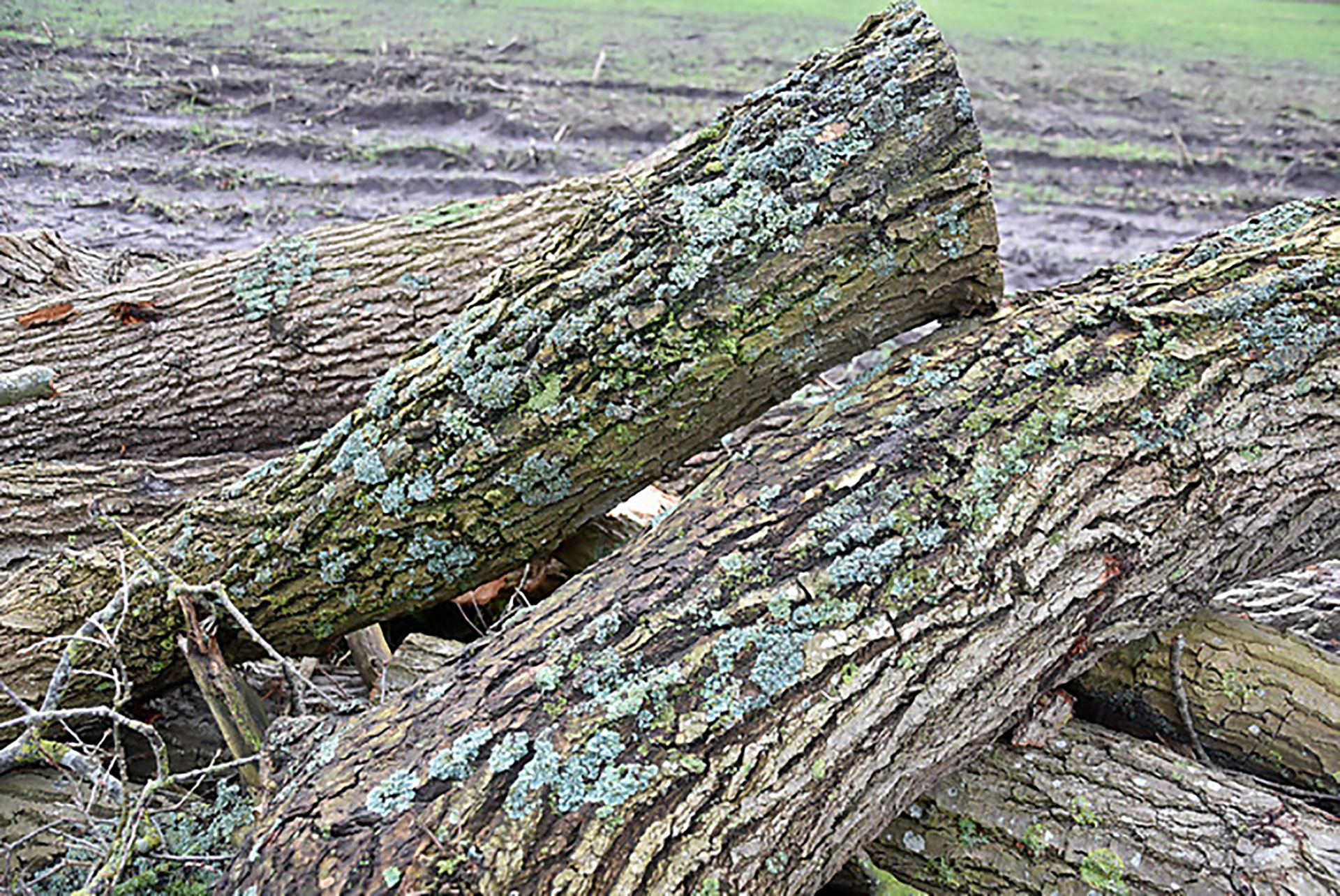 Besonders geschützte Flechtenarten an gefällten Eichen (Landkreis Leer, Januar 2021)