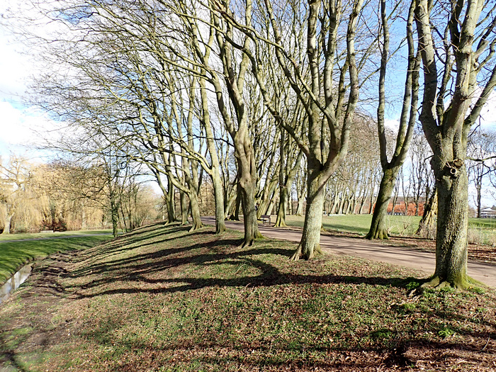 Baumbestand auf einem Wallabschnitt (3. März 2023)