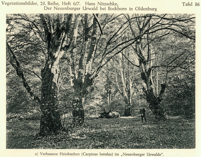 Hainbuchen im Neuenburger Urwald (Aufnahme von Hans Nitzschke auf dem Jahr 1928)