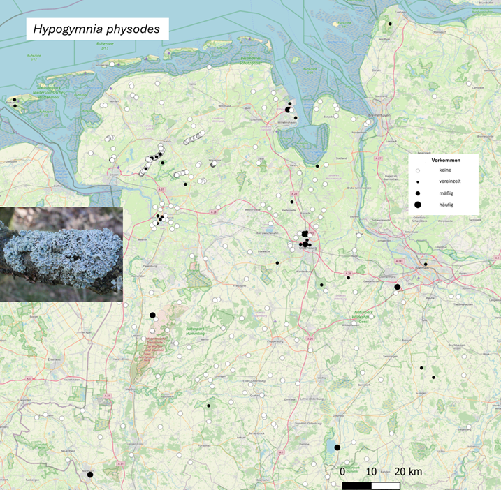 Vorläufige Verbreitungskarte für die Blasenflechte (Hypogymnia physodes, Stand: Januar 2026). Die weißen und schwarzen Kreise stellen die Untersuchungsstandorte dar. Vorläufige Verbreitungskarte für die Blasenflechte (Hypogymnia physodes, Stand: Januar 2026). Die weißen und schwarzen Kreise stellen die Untersuchungsstandorte dar.