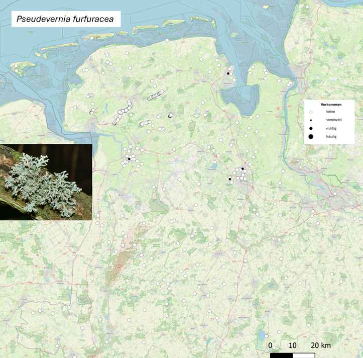 Vorläufige Verbreitungskarte der Elchgeweihflechte (Pseudevernia furfuracea, Stand: Januar 2026). Die weißen und schwarzen Kreise stellen die Untersuchungsstandorte dar. Vorläufige Verbreitungskarte der Elchgeweihflechte (Pseudevernia furfuracea, Stand: Januar 2026). Die weißen und schwarzen Kreise stellen die Untersuchungsstandorte dar.