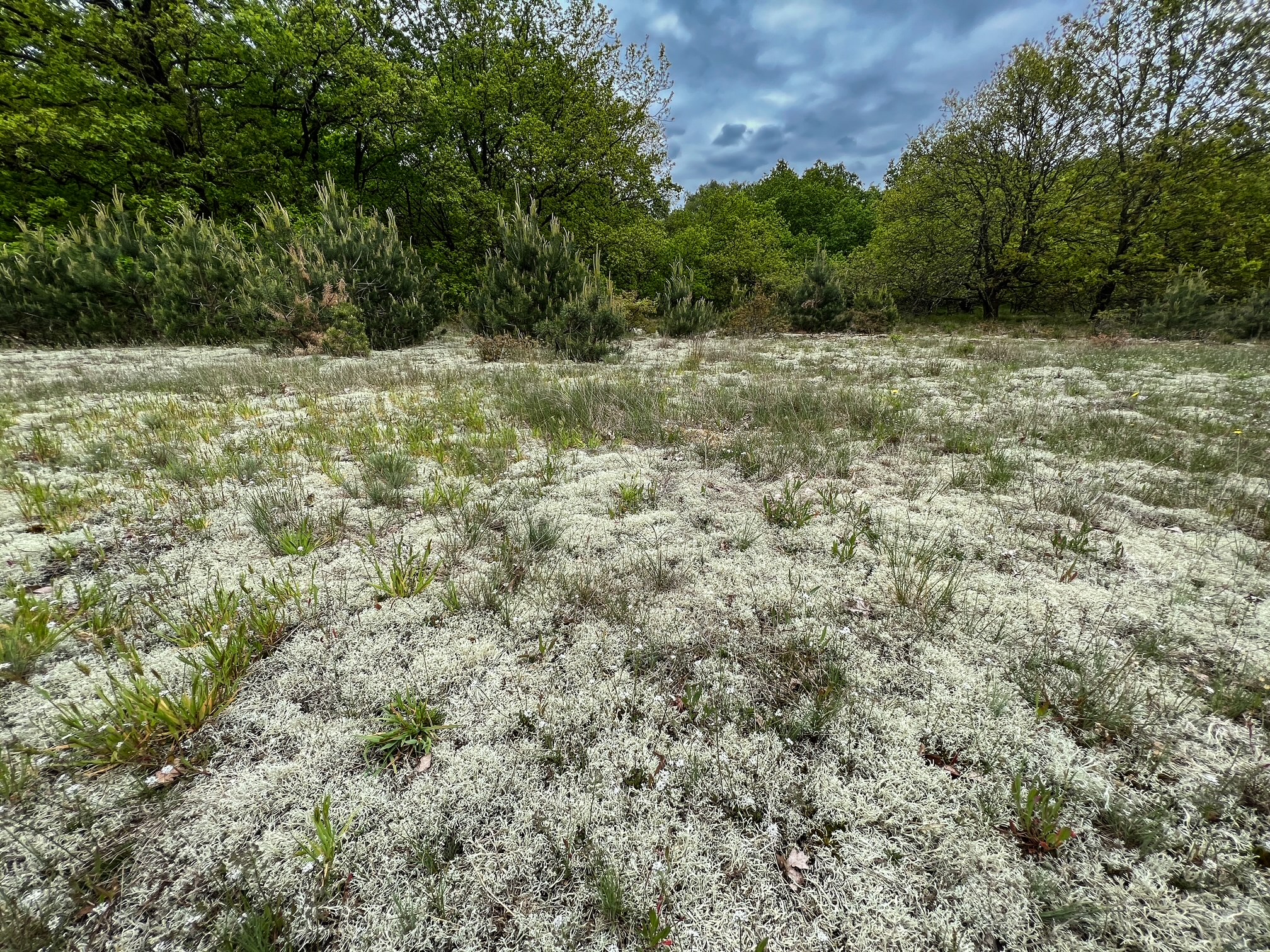 Flechtenreiche Sandmager-rasen