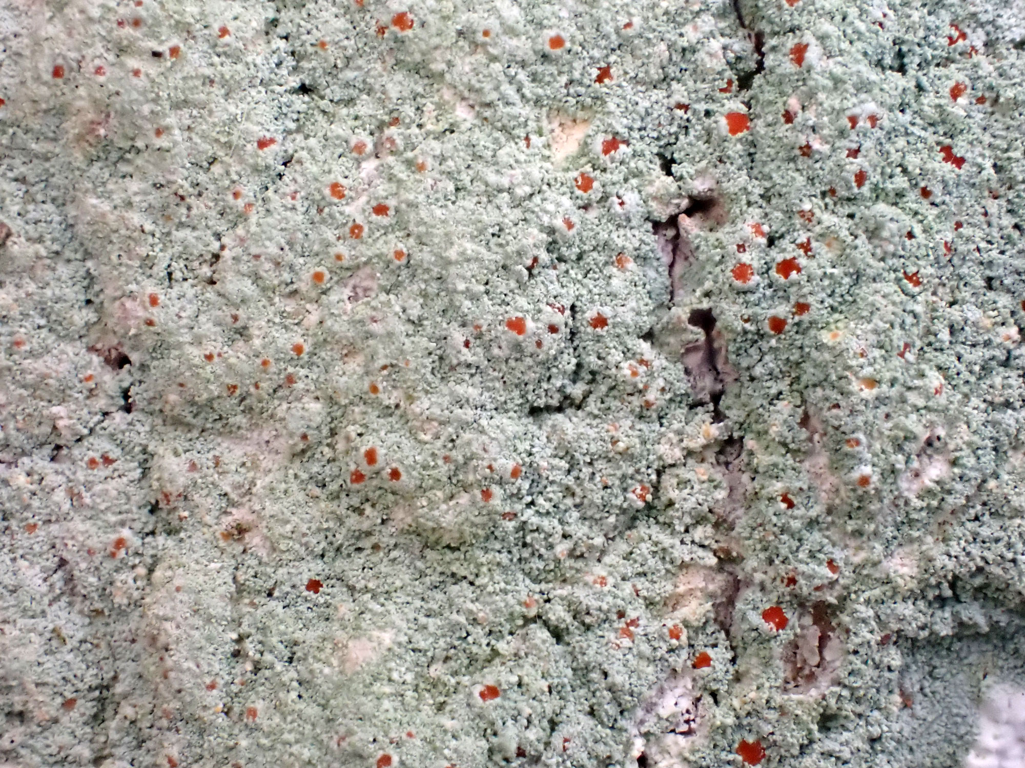 Ein fruchtendes Lager des Hellgrauen Blutauges (Haematomma orchroleucum var. porphyricum) an einer Linde im Ihlower Forst