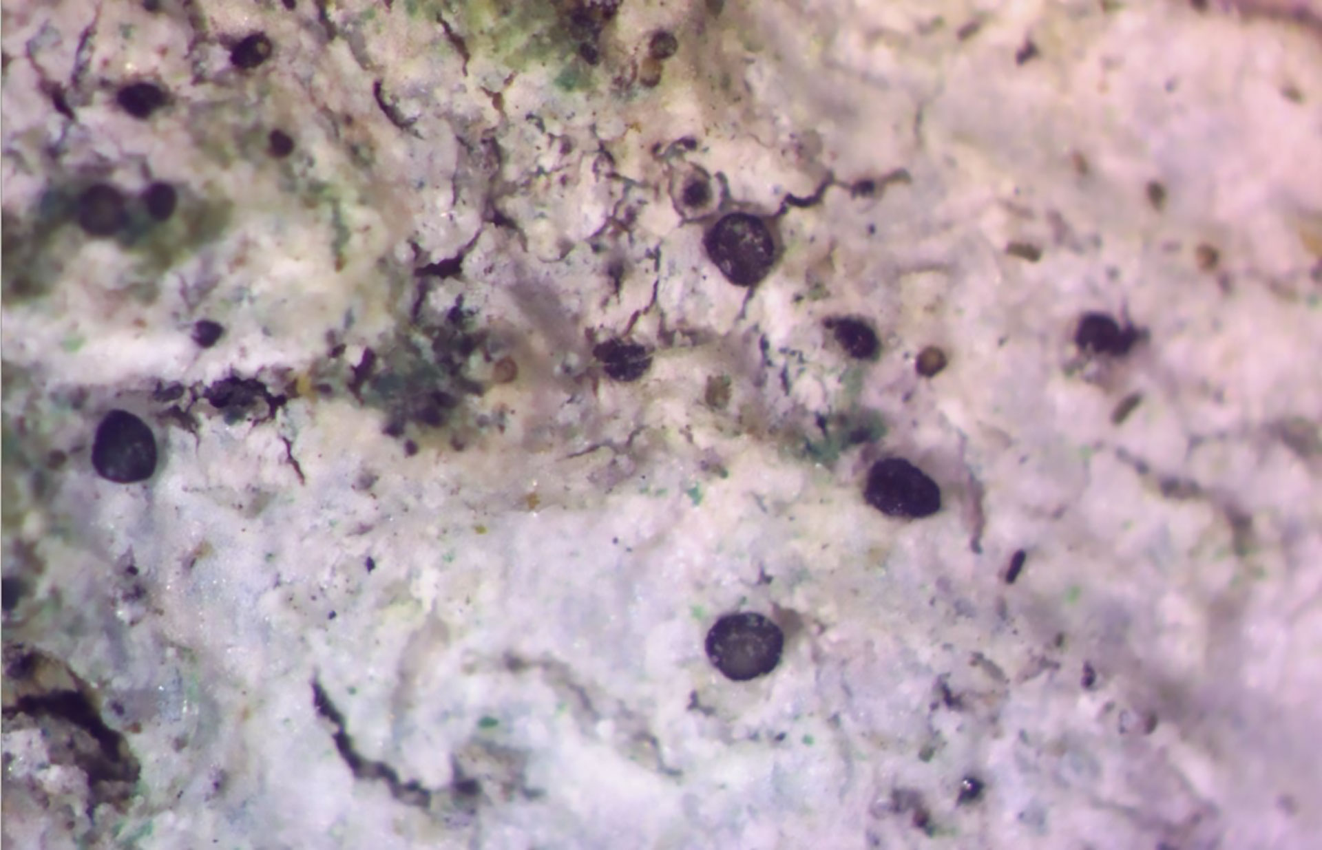 Strangosprora deplanata