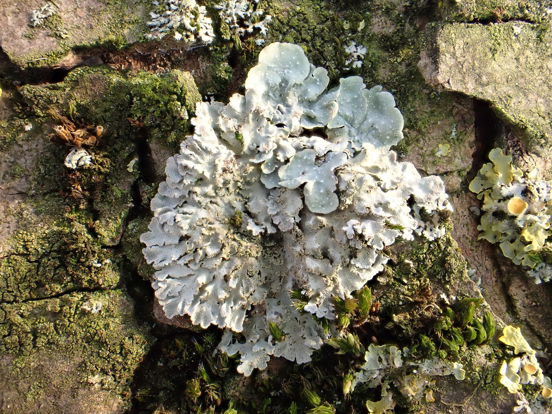 Termin_2026-08-15_OL-Dobbenviertel_P4090612