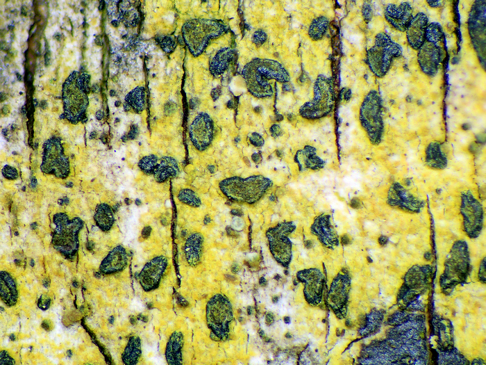 Limonen-Zeichenflechte (Alyxoria viridipruinosa)