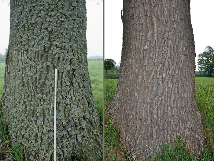 Eichenmoos (Evernia prunastri)