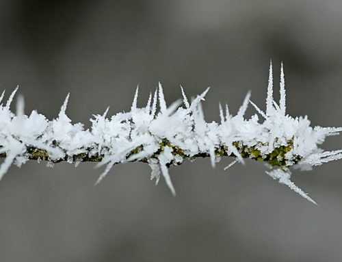 Winterpause der Exkursionen – wir bleiben weiter aktiv