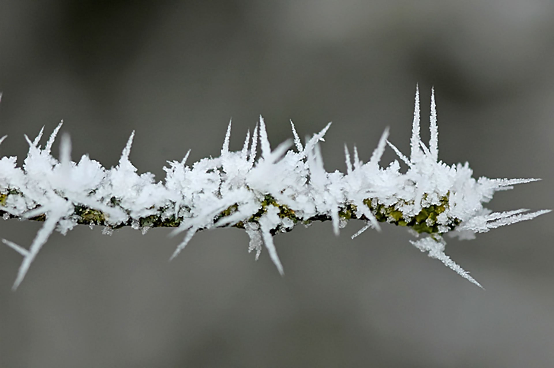 Winterliche Flechtentarnung (Leer, 22.12.2007)