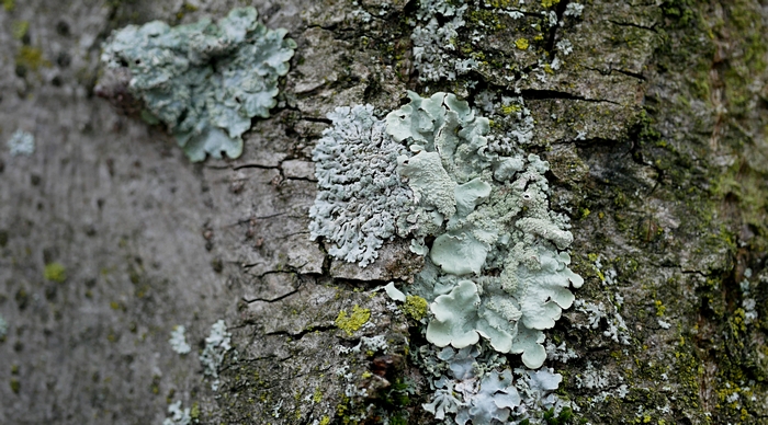 Blattflechten auf einem Baum der Bremer Wallanlagen